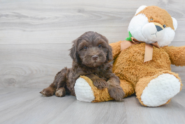 Meet Starbuck - our Mini Labradoodle Puppy Photo 1/3 - Premier Pups