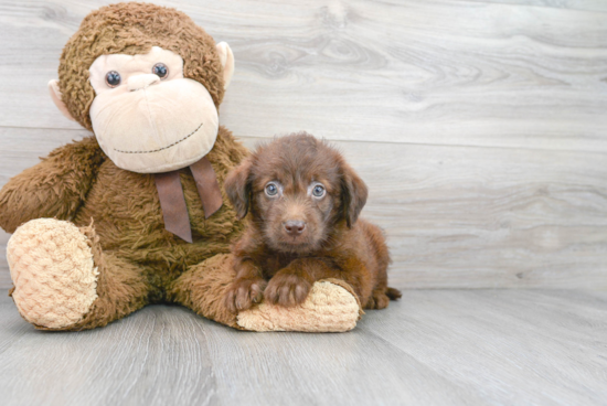 Playful Labrador Poodle Mix Puppy