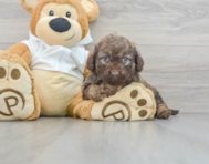 5 week old Mini Labradoodle Puppy For Sale - Premier Pups