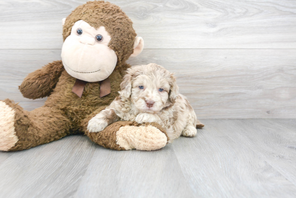 Best Mini Labradoodle Baby