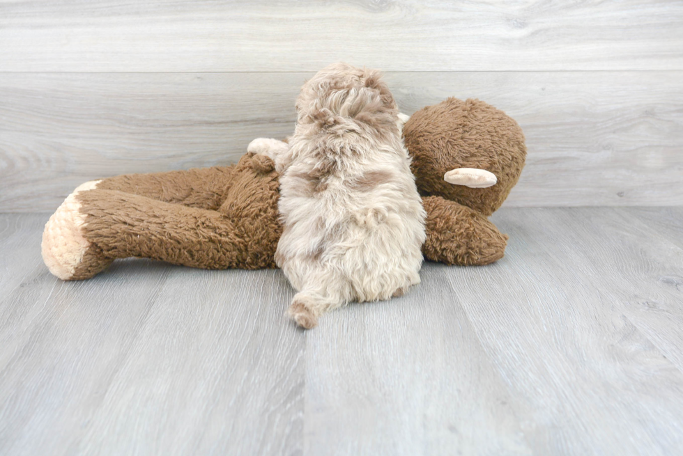 Meet Story - our Mini Labradoodle Puppy Photo 3/3 - Premier Pups
