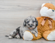 7 week old Mini Labradoodle Puppy For Sale - Premier Pups