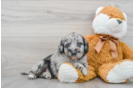 Sweet Mini Labradoodle Baby