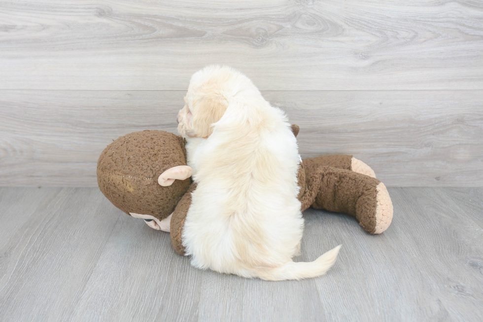 Playful Labrador Poodle Mix Puppy