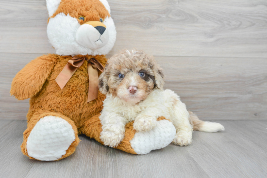 Mini Labradoodle Puppy for Adoption