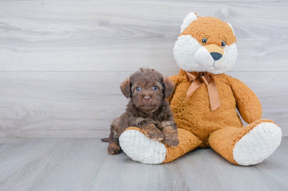 Small Breed Puppies For Sale Teacup Pups For Sale In Ohio Premier Pups