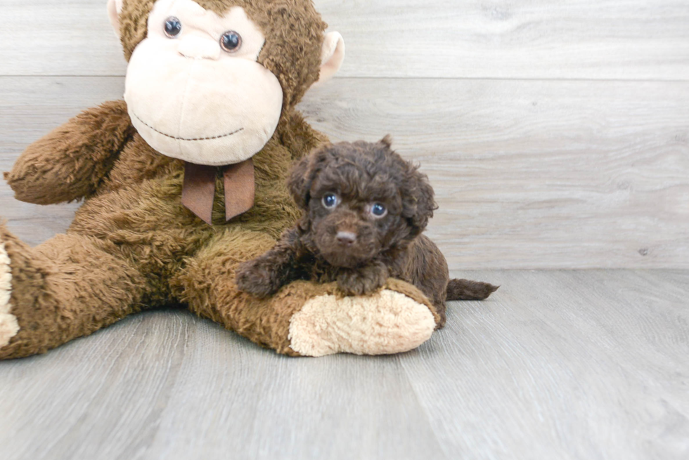 Meet Sweetie - our Mini Labradoodle Puppy Photo 1/3 - Premier Pups