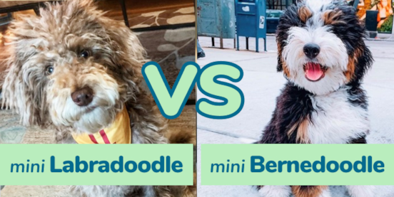 Mini Labradoodle vs Mini Bernedoodle Comparison