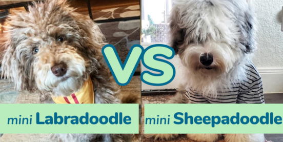 Mini Labradoodle vs Mini Sheepadoodle Comparison