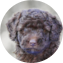 Mini Labradoodle Puppy For Sale - Premier Pups