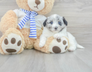 8 week old Mini Pomskydoodle Puppy For Sale - Premier Pups