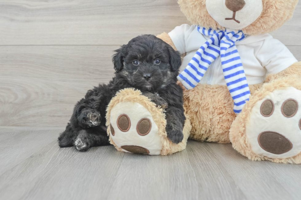 5 week old Mini Pomskydoodle Puppy For Sale - Premier Pups