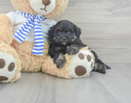 8 week old Mini Pomskydoodle Puppy For Sale - Premier Pups