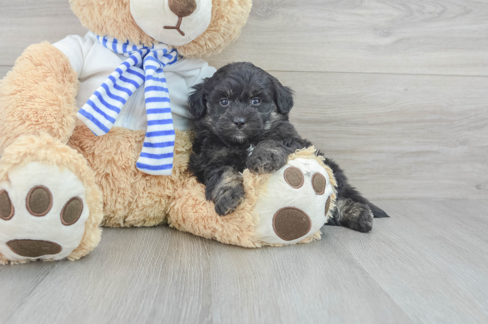 7 week old Mini Pomskydoodle Puppy For Sale - Premier Pups