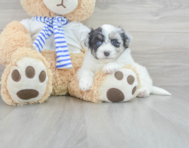 6 week old Mini Pomskydoodle Puppy For Sale - Premier Pups