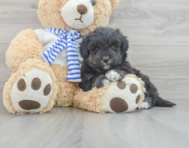9 week old Mini Pomskydoodle Puppy For Sale - Premier Pups