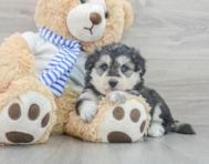 5 week old Mini Pomskydoodle Puppy For Sale - Premier Pups