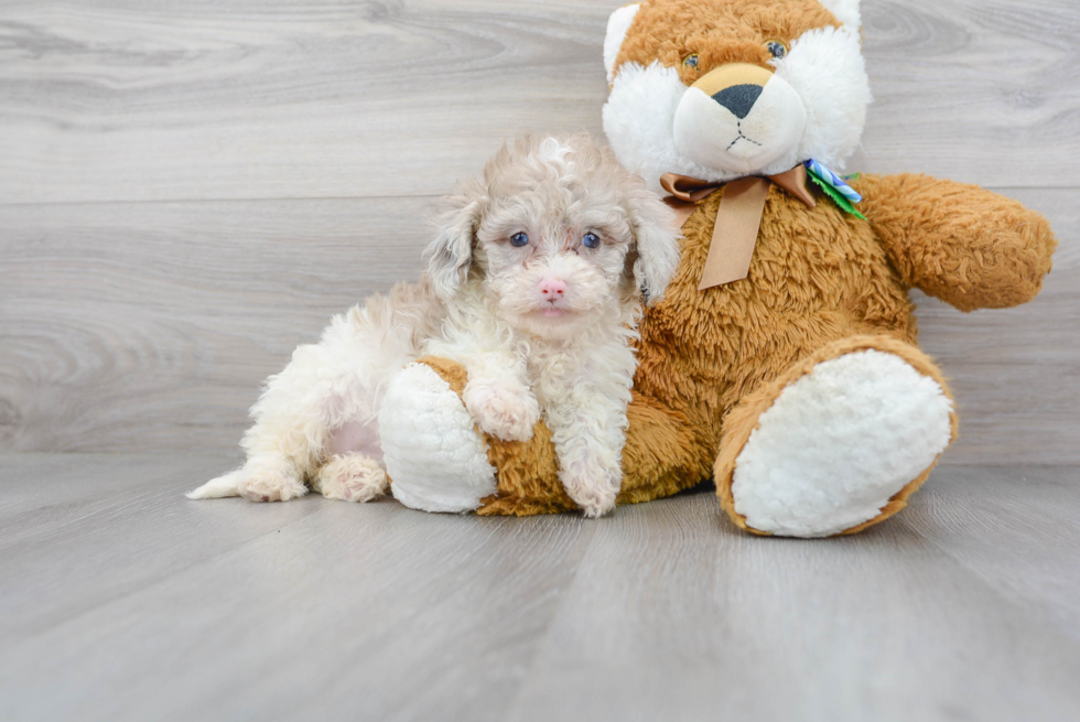 Meet Mia - our Mini Portidoodle Puppy Photo 1/3 - Premier Pups