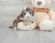 7 week old Mini Portidoodle Puppy For Sale - Premier Pups