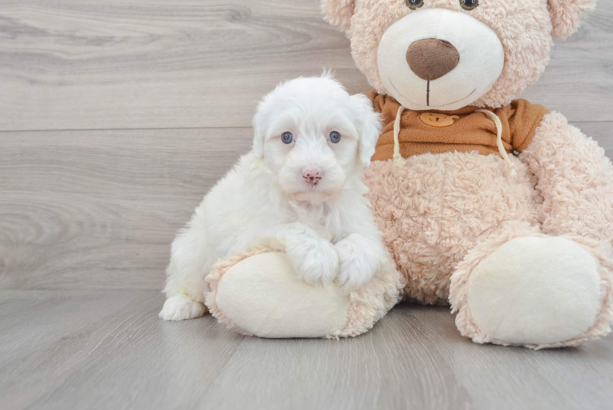 Adorable Mini Portidoodle Binga: 6lb 6oz Doodle Puppy