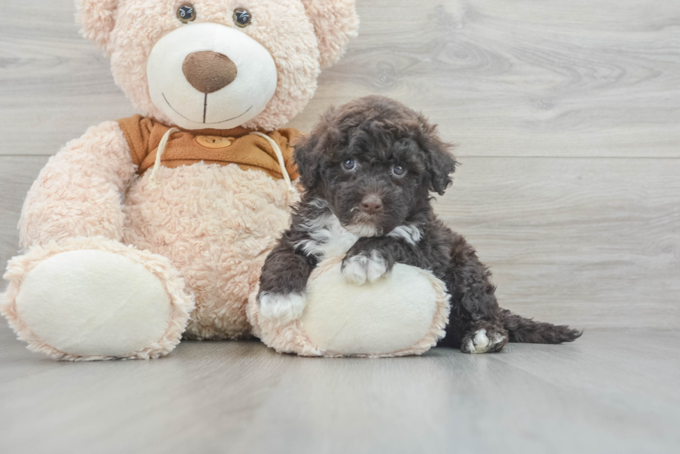 Mini Portidoodle Puppy for Adoption