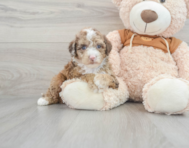 6 week old Mini Portidoodle Puppy For Sale - Premier Pups