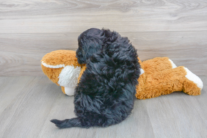 Meet Kane - our Mini Portidoodle Puppy Photo 3/3 - Premier Pups