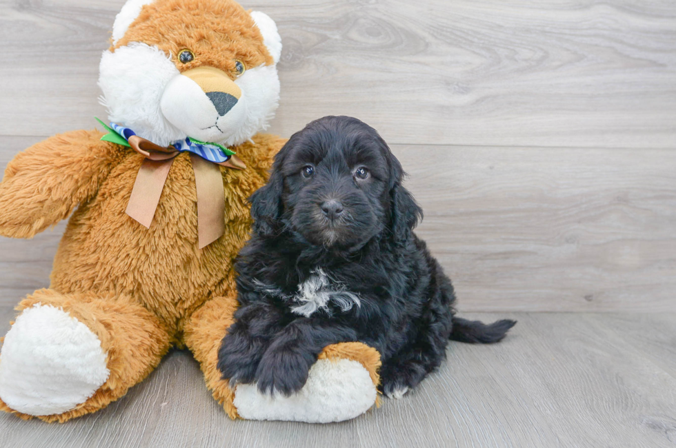 8 week old Mini Portidoodle Puppy For Sale - Premier Pups