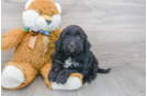 Meet Kane - our Mini Portidoodle Puppy Photo 1/3 - Premier Pups