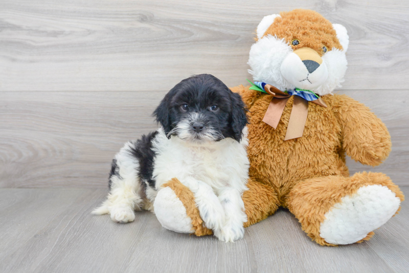 Meet Kelsey - our Mini Portidoodle Puppy Photo 1/3 - Premier Pups