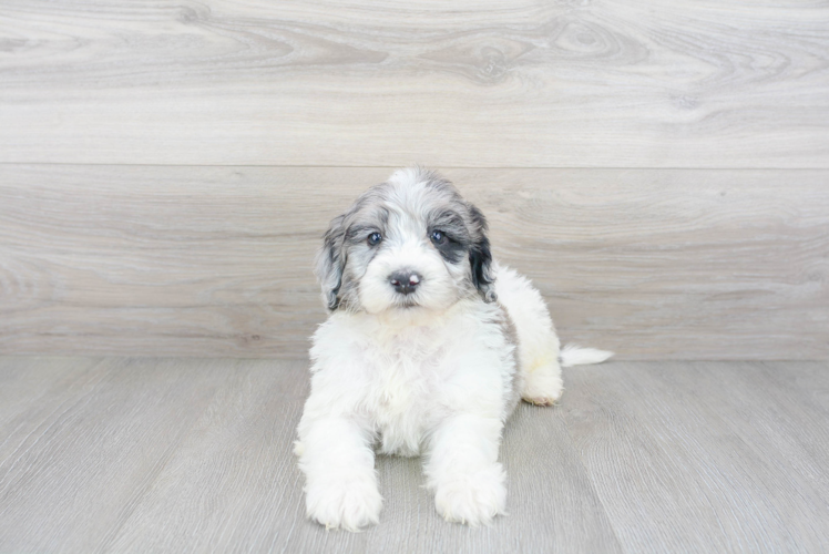Meet Kenneth - our Mini Portidoodle Puppy Photo 2/3 - Premier Pups