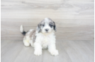 Meet Kenneth - our Mini Portidoodle Puppy Photo 1/3 - Premier Pups