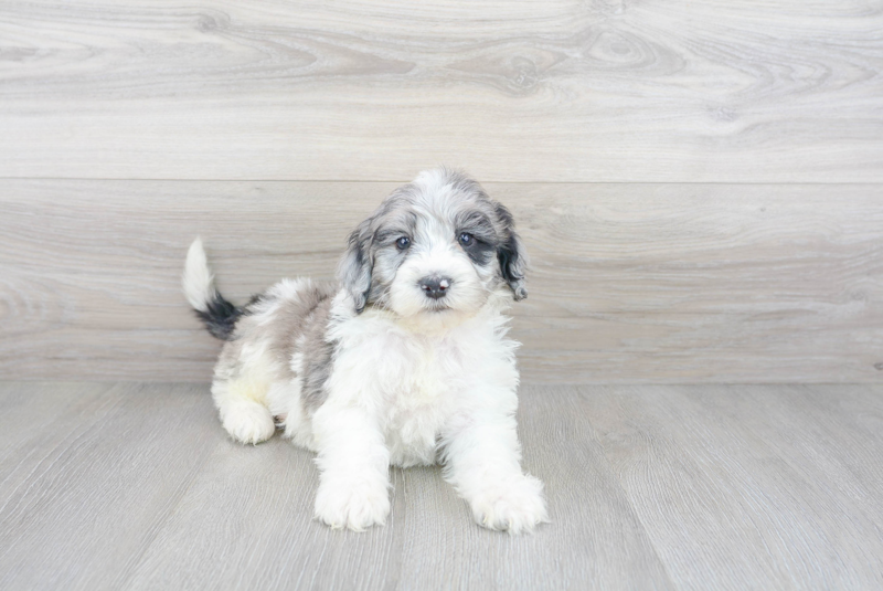 Meet Kenneth - our Mini Portidoodle Puppy Photo 1/3 - Premier Pups