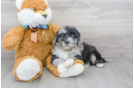 Meet Khal - our Mini Portidoodle Puppy Photo 2/3 - Premier Pups