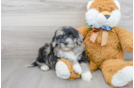 Meet Khal - our Mini Portidoodle Puppy Photo 1/3 - Premier Pups
