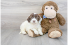 Meet Khalessi - our Mini Portidoodle Puppy Photo 1/3 - Premier Pups