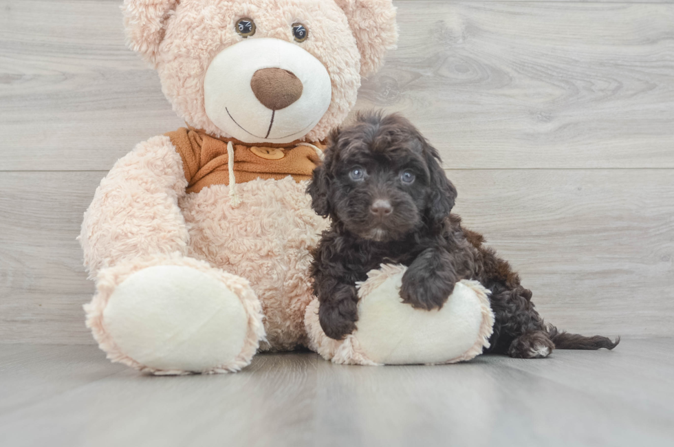 6 week old Mini Portidoodle Puppy For Sale - Premier Pups