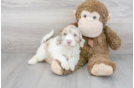 Meet Knoxsville - our Mini Portidoodle Puppy Photo 1/3 - Premier Pups