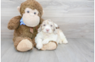 Meet Knoxsville - our Mini Portidoodle Puppy Photo 2/3 - Premier Pups