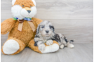 Meet Kong - our Mini Portidoodle Puppy Photo 2/3 - Premier Pups