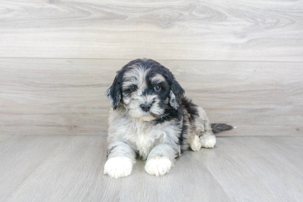 Meet Ollie - our Mini Portidoodle Puppy Photo 2/3 - Premier Pups