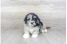 Meet Kraken - our Mini Portidoodle Puppy Photo 2/3 - Premier Pups