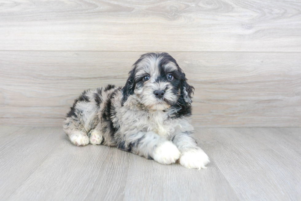 Meet Ollie - our Mini Portidoodle Puppy Photo 1/3 - Premier Pups