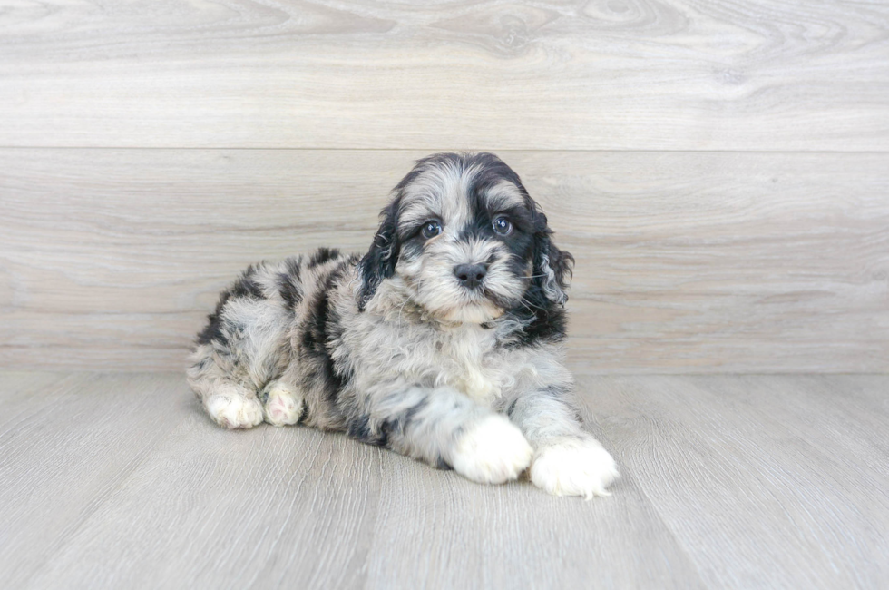 8 week old Mini Portidoodle Puppy For Sale - Premier Pups