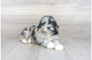 Meet Kraken - our Mini Portidoodle Puppy Photo 1/3 - Premier Pups