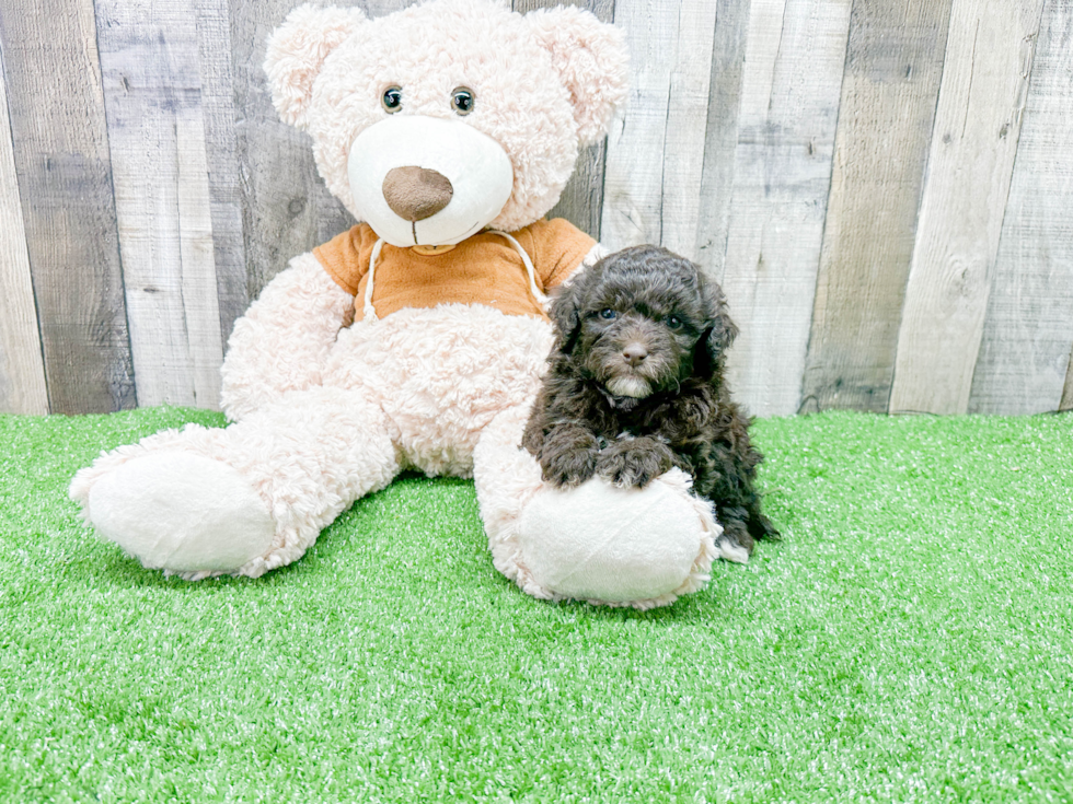 Playful Portuguese Water Dog Poodle Mix Puppy
