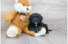 Meet Maeve - our Mini Portidoodle Puppy Photo 1/3 - Premier Pups