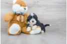 Meet Magnolia - our Mini Portidoodle Puppy Photo 1/3 - Premier Pups