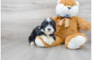 Meet Magnolia - our Mini Portidoodle Puppy Photo 2/3 - Premier Pups