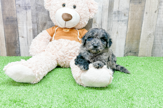 Mini Portidoodle Puppy for Adoption